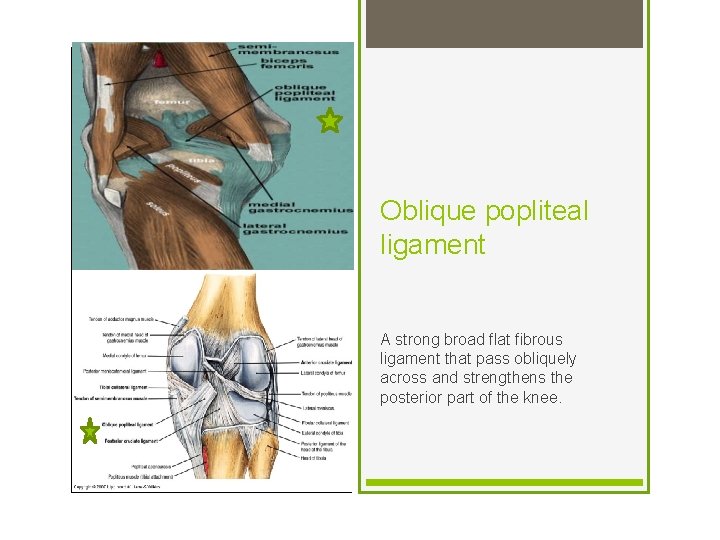 Oblique popliteal ligament A strong broad flat fibrous ligament that pass obliquely across and