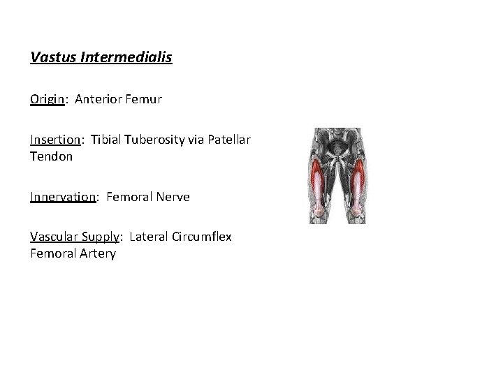 Vastus Intermedialis Origin: Anterior Femur Insertion: Tibial Tuberosity via Patellar Tendon Innervation: Femoral Nerve
