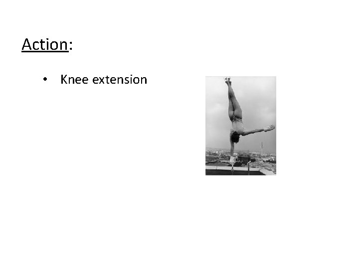 Action: • Knee extension 