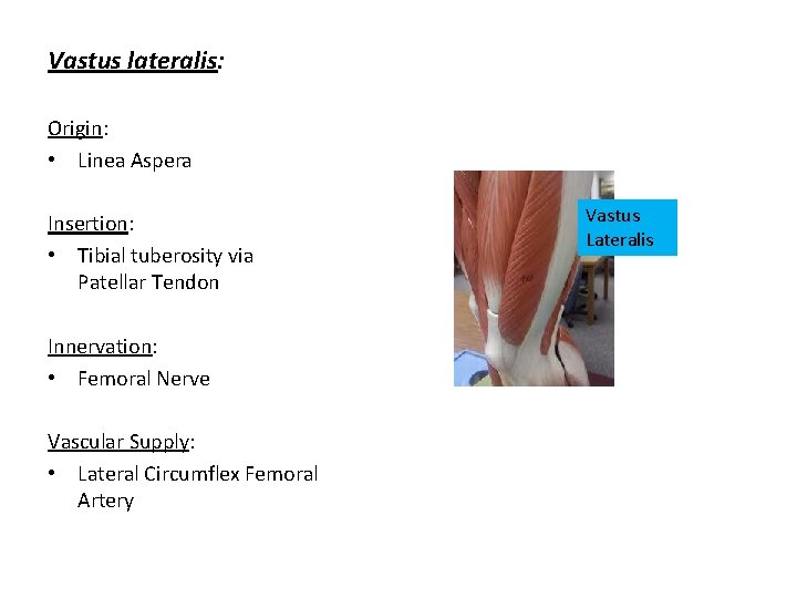 Vastus lateralis: Origin: • Linea Aspera Insertion: • Tibial tuberosity via Patellar Tendon Innervation: