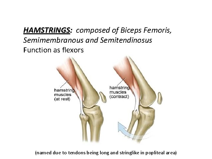 HAMSTRINGS: composed of Biceps Femoris, Semimembranous and Semitendinosus Function as flexors (named due to
