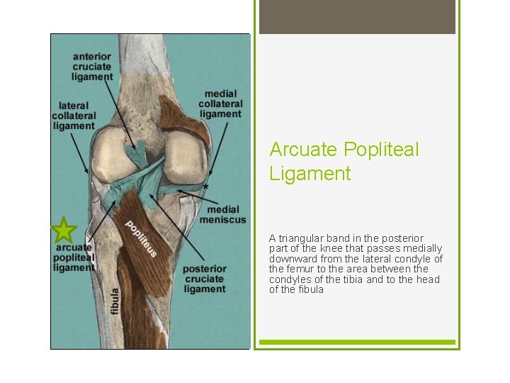 Arcuate Popliteal Ligament A triangular band in the posterior part of the knee that