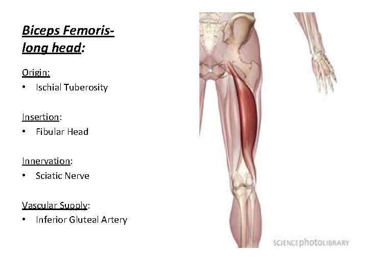 Biceps Femorislong head: Origin: • Ischial Tuberosity Insertion: • Fibular Head Innervation: • Sciatic