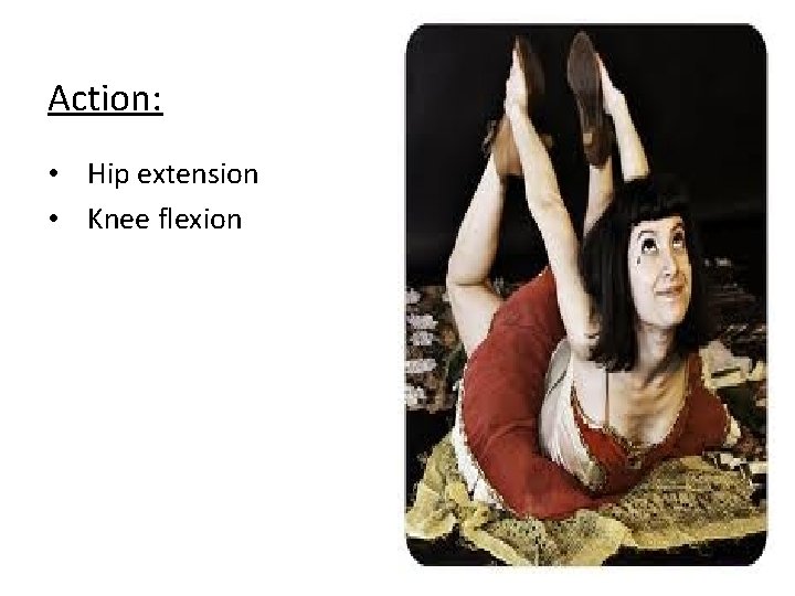 Action: • Hip extension • Knee flexion 