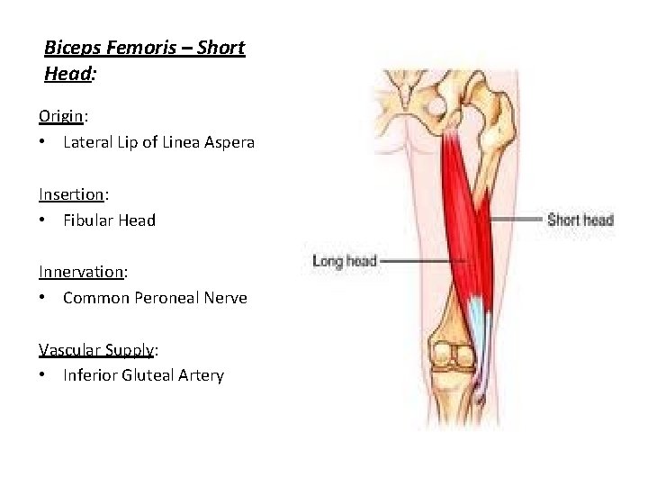 Biceps Femoris – Short Head: Origin: • Lateral Lip of Linea Aspera Insertion: •