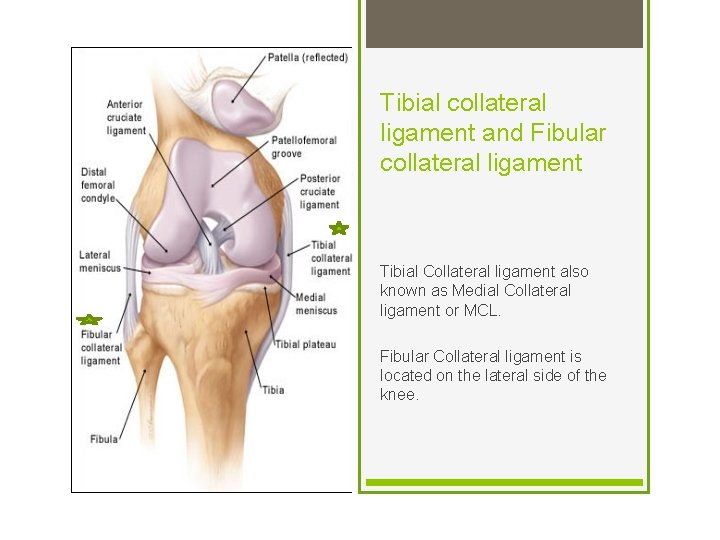 Tibial collateral ligament and Fibular collateral ligament Tibial Collateral ligament also known as Medial