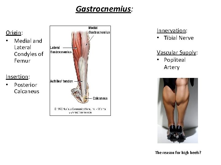 Gastrocnemius: Origin: • Medial and Lateral Condyles of Femur Innervation: • Tibial Nerve Vascular