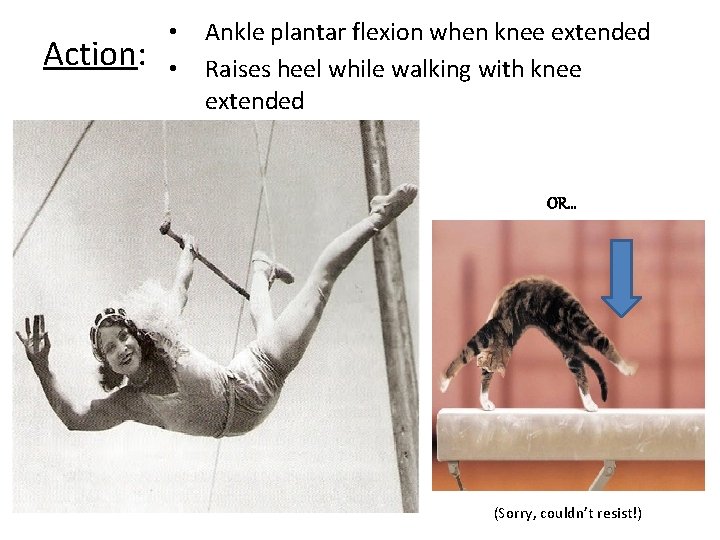 Action: • • Ankle plantar flexion when knee extended Raises heel while walking with