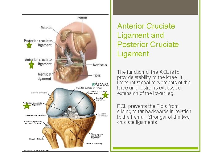 Anterior Cruciate Ligament and Posterior Cruciate Ligament The function of the ACL is to