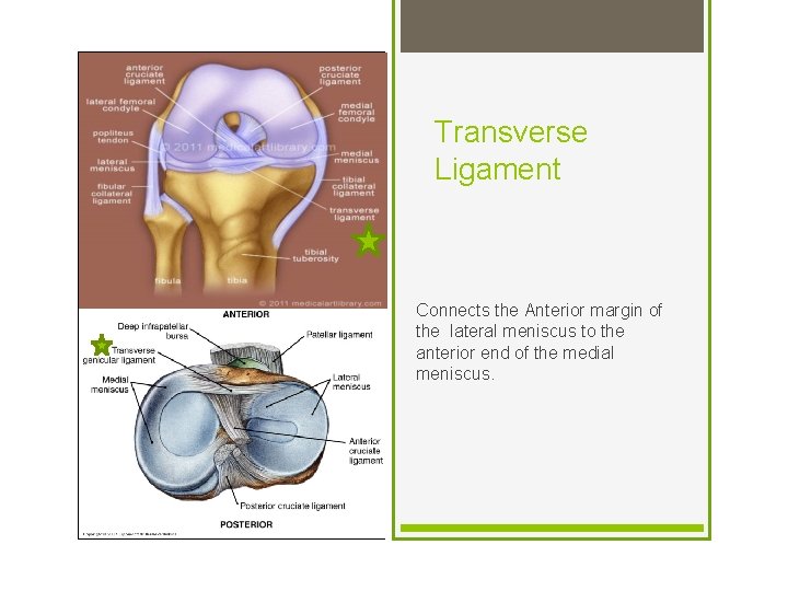 Transverse Ligament Connects the Anterior margin of the lateral meniscus to the anterior end