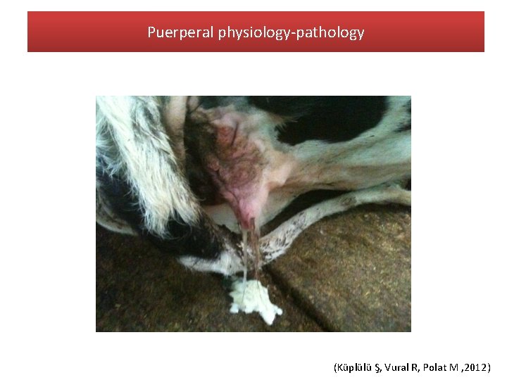 Puerperal physiology-pathology (Küplülü Ş, Vural R, Polat M , 2012) 