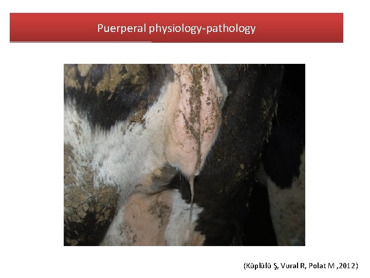 Puerperal physiology-pathology (Küplülü Ş, Vural R, Polat M , 2012) 