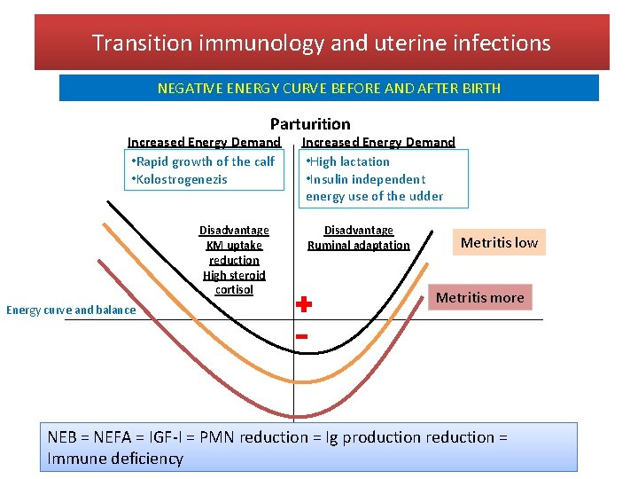 Transition immunology and uterine infections NEGATIVE ENERGY CURVE BEFORE AND AFTER BIRTH Parturition Increased