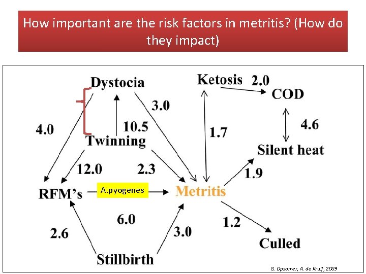 How important are the risk factors in metritis? (How do they impact) A. pyogenes