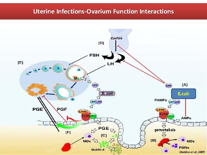 Uterine Infections-Ovarium Function Interactions E. coli şemotaksis Sheldon et al. , 2009 