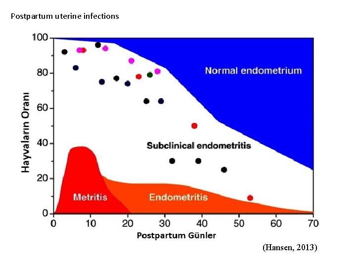 Postpartum uterine infections (Hansen, 2013) 