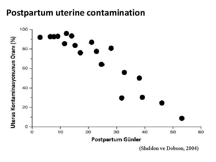 Postpartum uterine contamination (Sheldon ve Dobson, 2004) 