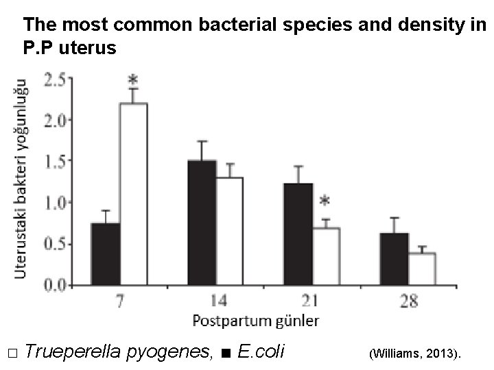 The most common bacterial species and density in P. P uterus □ Trueperella pyogenes,