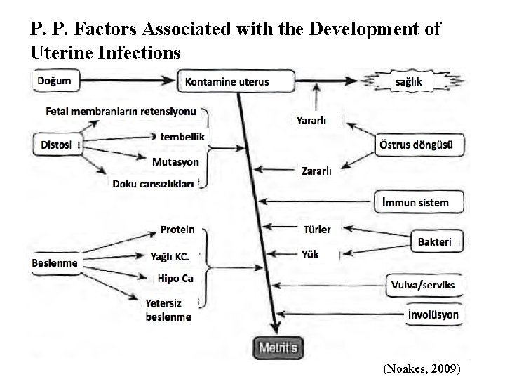 P. P. Factors Associated with the Development of Uterine Infections (Noakes, 2009) 