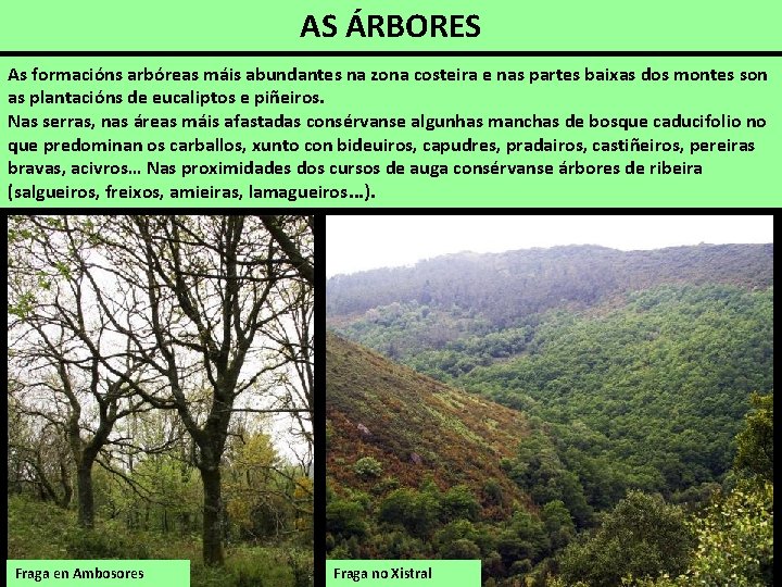 AS ÁRBORES As formacións arbóreas máis abundantes na zona costeira e nas partes baixas