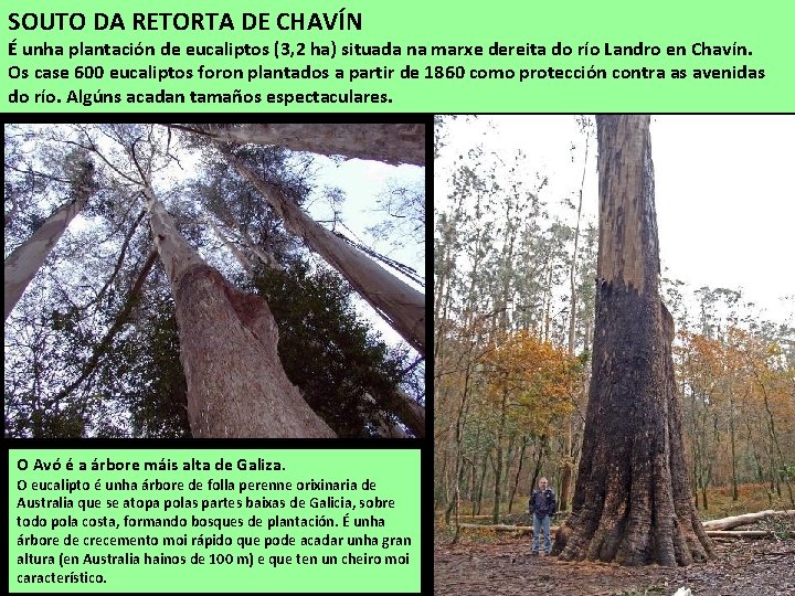 SOUTO DA RETORTA DE CHAVÍN É unha plantación de eucaliptos (3, 2 ha) situada
