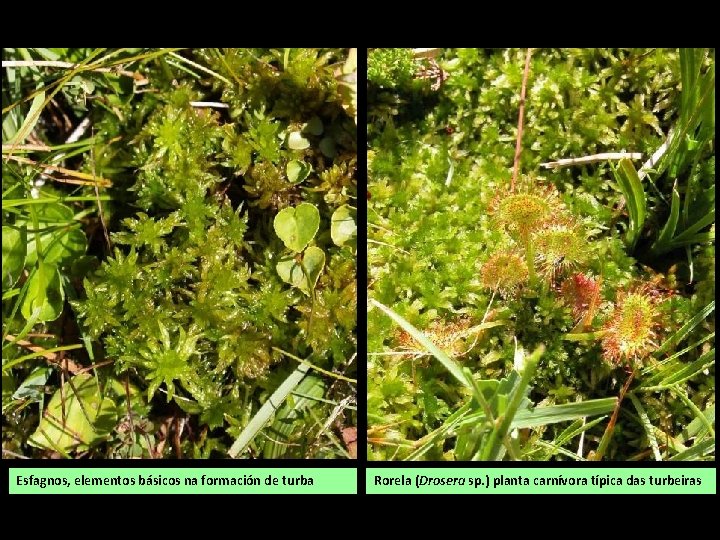 Esfagnos, elementos básicos na formación de turba Rorela (Drosera sp. ) planta carnívora típica