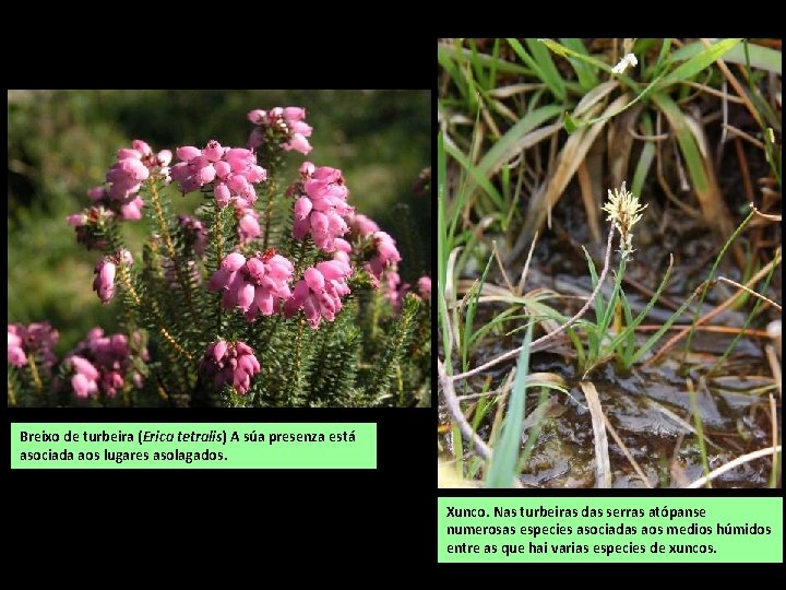 Breixo de turbeira (Erica tetralis) A súa presenza está asociada aos lugares asolagados. Xunco.