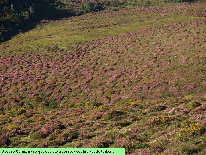 Abas na Curuxeira na que destaca a cor rosa dos breixos de turbeira 