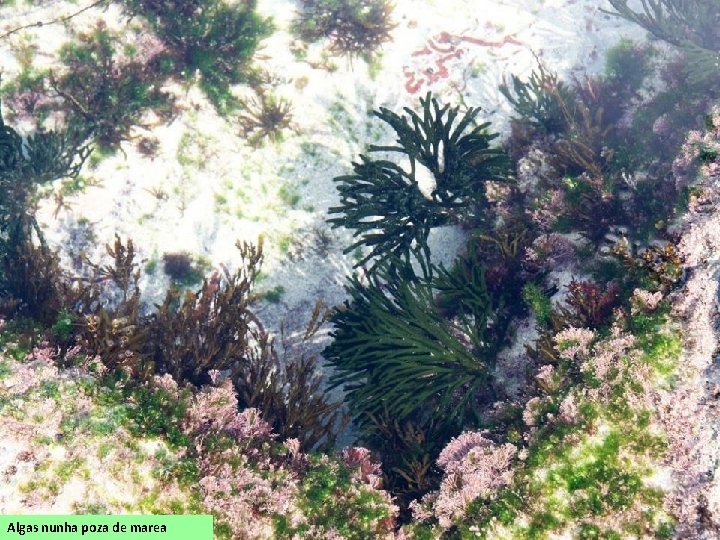 Algas nunha poza de marea 
