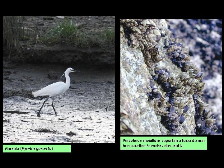 Garzota (Egretta garcetta) Percebes e mexillóns soportan a forza do mar ben suxeitos ás