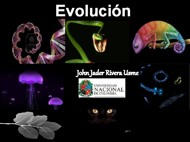 Evolución John Jader Rivera Usme 