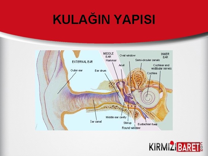 KULAĞIN YAPISI 