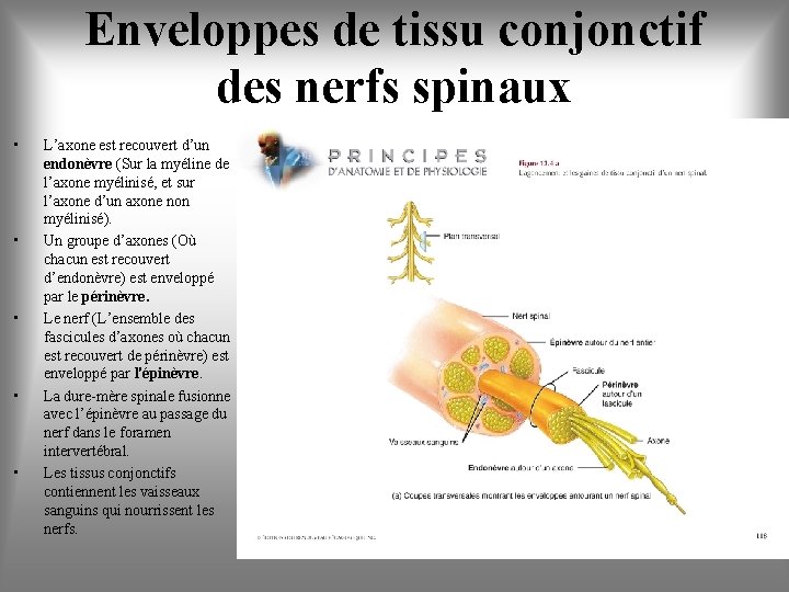 Enveloppes de tissu conjonctif des nerfs spinaux • • • L’axone est recouvert d’un