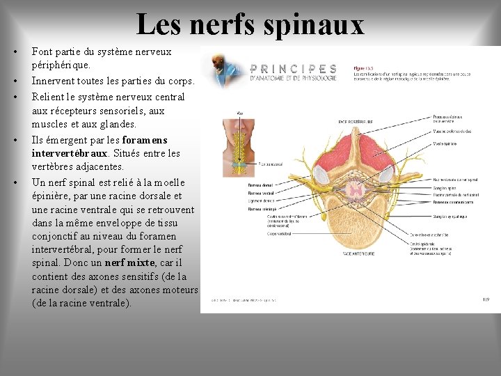 Les nerfs spinaux • • • Font partie du système nerveux périphérique. Innervent toutes