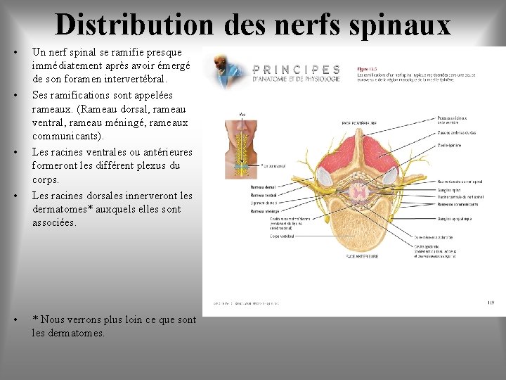 Distribution des nerfs spinaux • • • Un nerf spinal se ramifie presque immédiatement