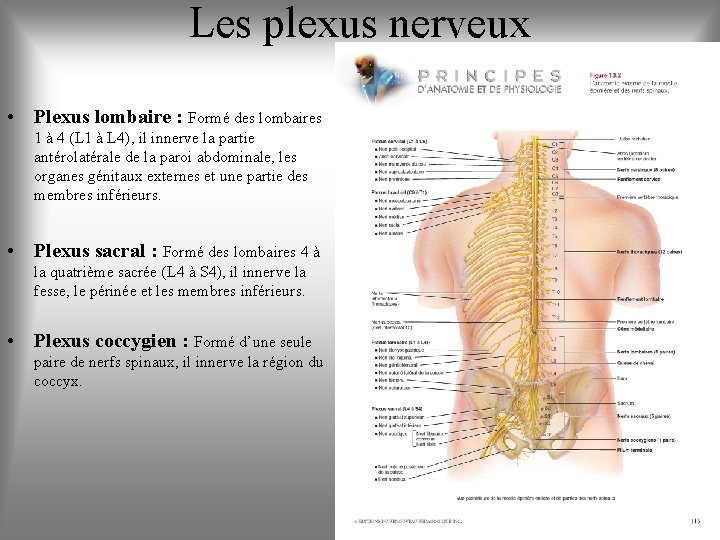 Les plexus nerveux • Plexus lombaire : Formé des lombaires 1 à 4 (L