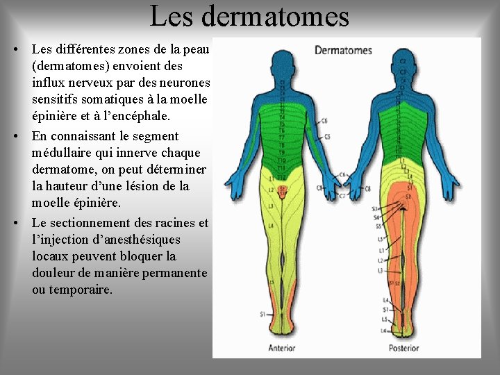 Les dermatomes • Les différentes zones de la peau (dermatomes) envoient des influx nerveux