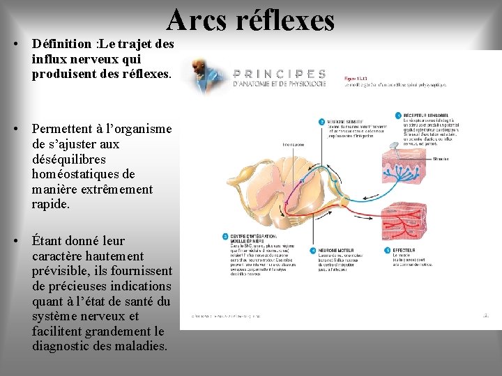 Arcs réflexes • Définition : Le trajet des influx nerveux qui produisent des réflexes.