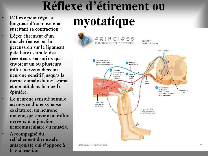  • • Réflexe d’étirement ou Réflexe pour régir la longueur d’un muscle en