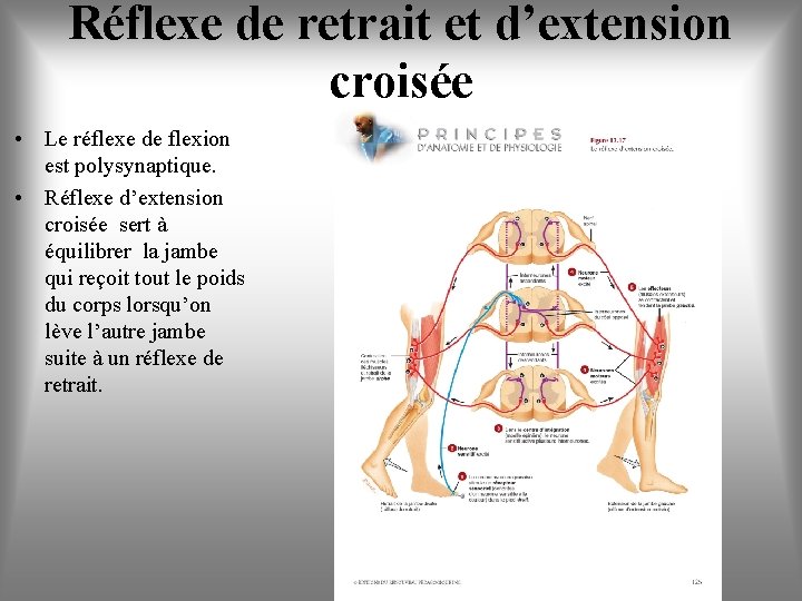 Réflexe de retrait et d’extension croisée • Le réflexe de flexion est polysynaptique. •