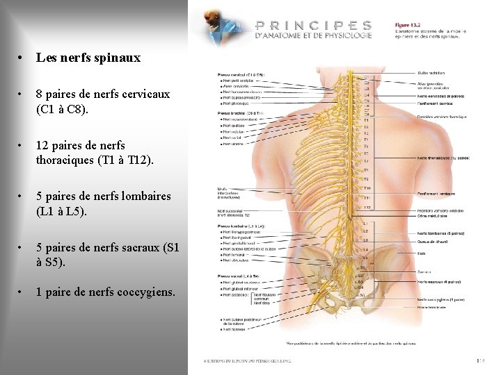  • Les nerfs spinaux • 8 paires de nerfs cervicaux (C 1 à