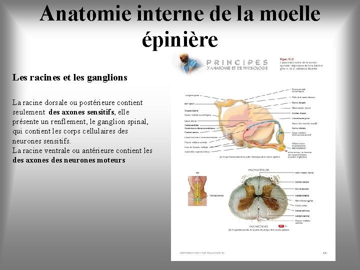 Anatomie interne de la moelle épinière Les racines et les ganglions La racine dorsale