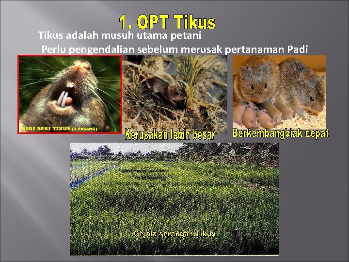 Tikus adalah musuh utama petani Perlu pengendalian sebelum merusak pertanaman Padi Tikus adalah musuh utama petani Perlu pengendalian sebelum merusak pertanaman Padi