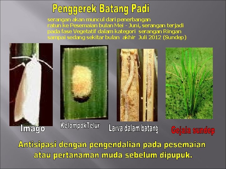 serangan akan muncul dari penerbangan ratun ke Pesemaian bulan Mei - Juni, serangan terjadi