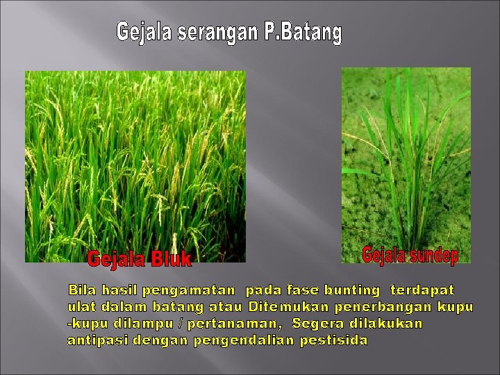 Bila hasil pengamatan pada fase bunting terdapat ulat dalam batang atau Ditemukan penerbangan kupu