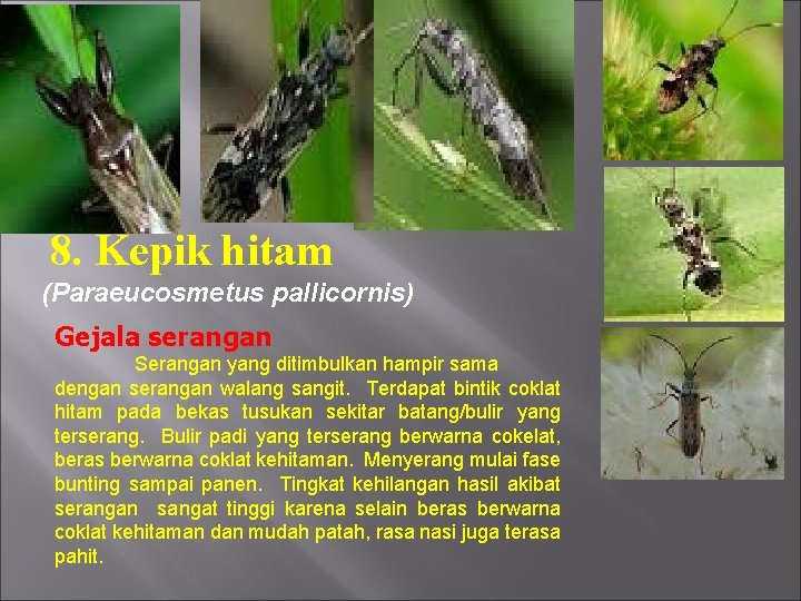 8. Kepik hitam (Paraeucosmetus pallicornis) Gejala serangan Serangan yang ditimbulkan hampir sama dengan serangan