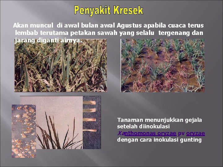 Akan muncul di awal bulan awal Agustus apabila cuaca terus lembab terutama petakan sawah