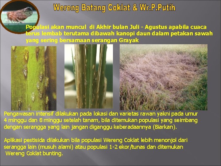 Populasi akan muncul di Akhir bulan Juli - Agustus apabila cuaca terus lembab terutama Populasi akan muncul di Akhir bulan Juli - Agustus apabila cuaca terus lembab terutama