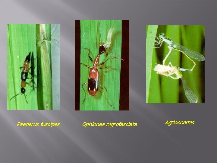 Paederus fuscipes Ophionea nigrofasciata Agriocnemis 