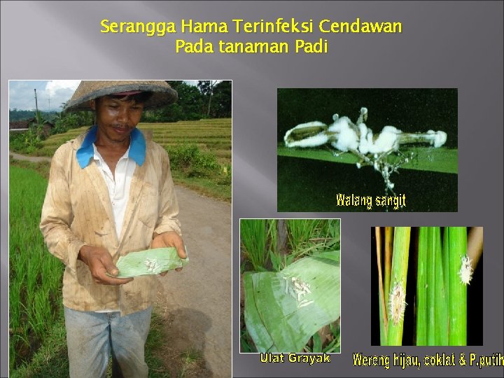 Serangga Hama Terinfeksi Cendawan Pada tanaman Padi Serangga Hama Terinfeksi Cendawan Pada tanaman Padi